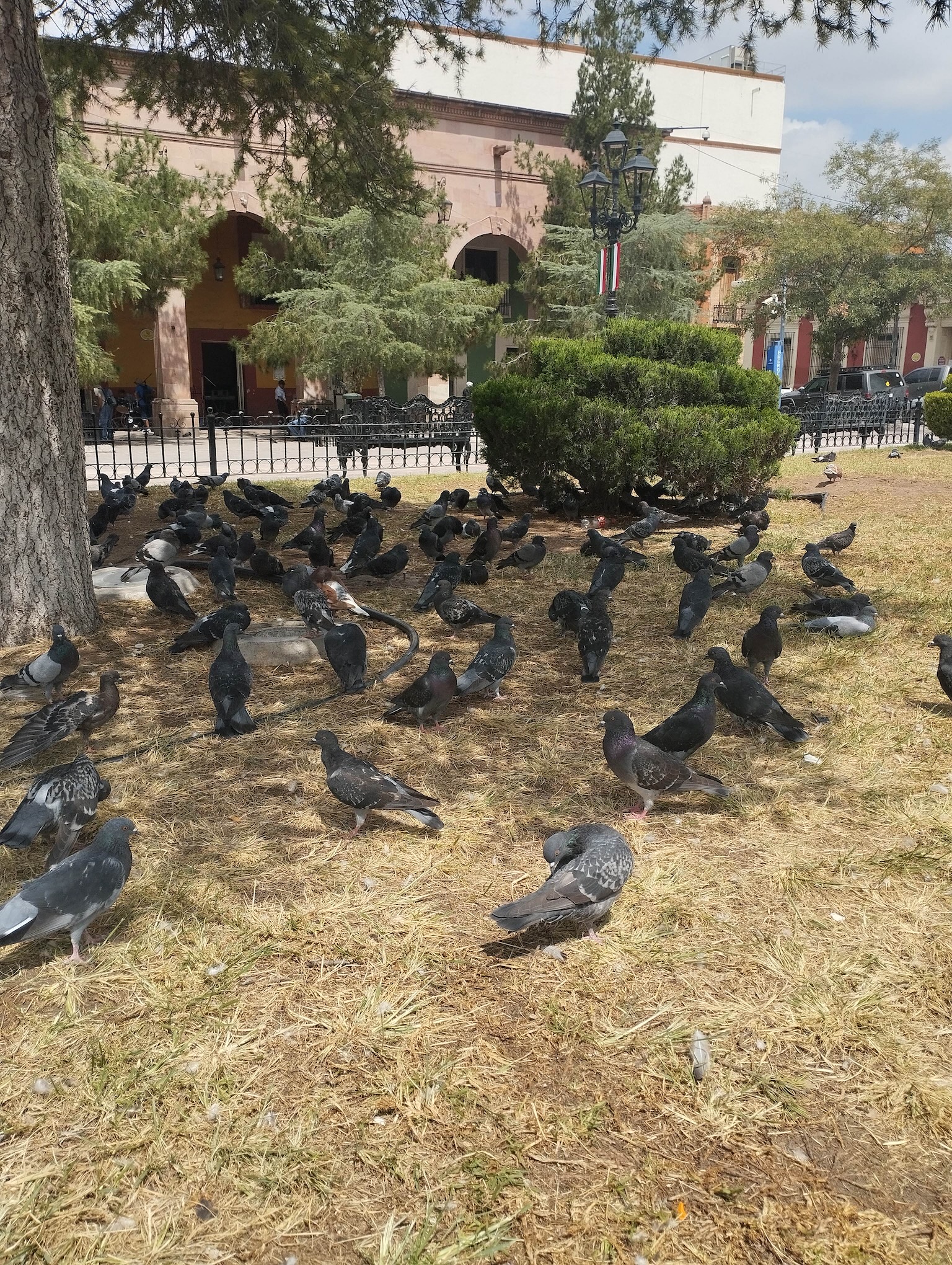 Ven en palomas riesgo para la salud