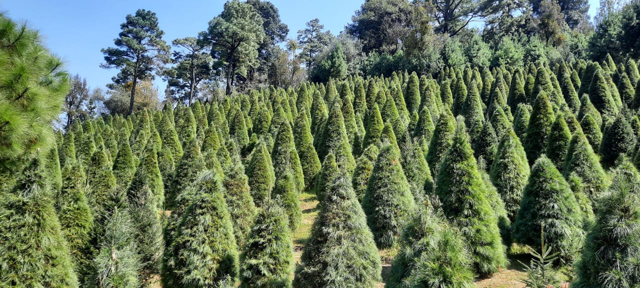 Hay disponibilidad de árboles de Navidad naturales en 12 estados