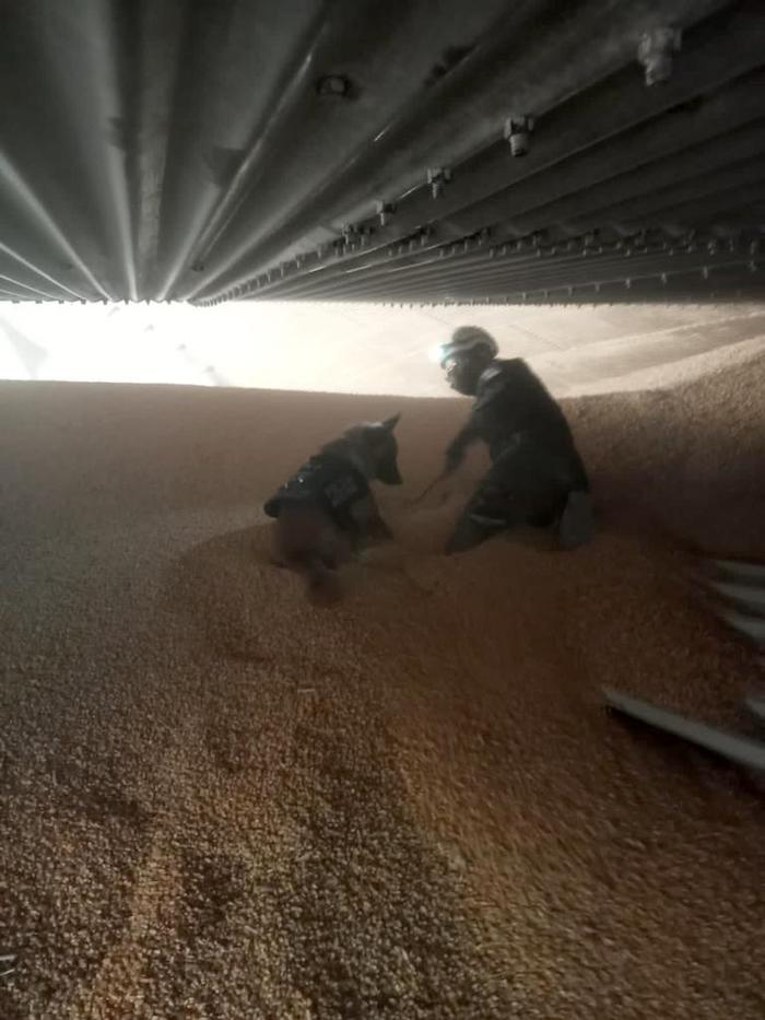 Dos binomios caninos son utilizados en la búsqueda de un trabajador atrapado bajo toneladas de maíz.