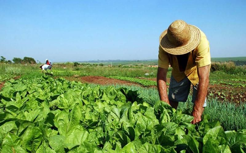 Se consolida sector agroalimentario como motor de la economía mexicana