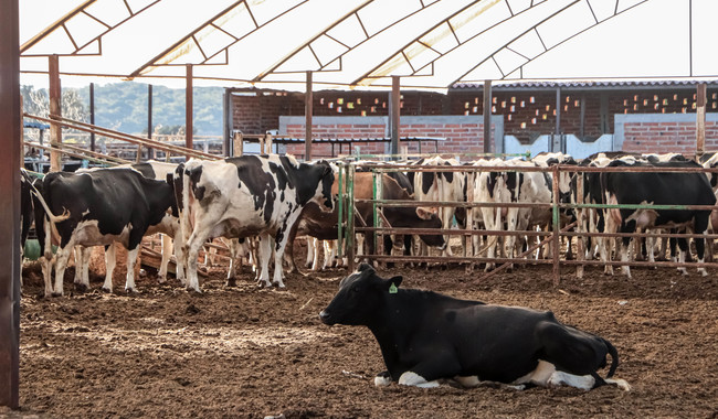 Redefinen estrategias contra tuberculosis bovina