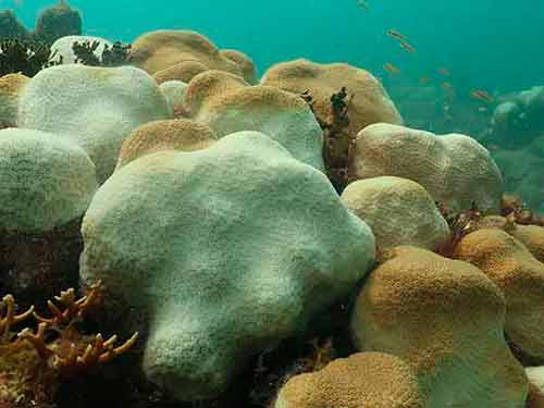 Muerte masiva de corales en arrecifes mexicanos