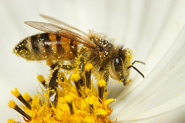 Presiones ambientales merman la presencia de abejas en México