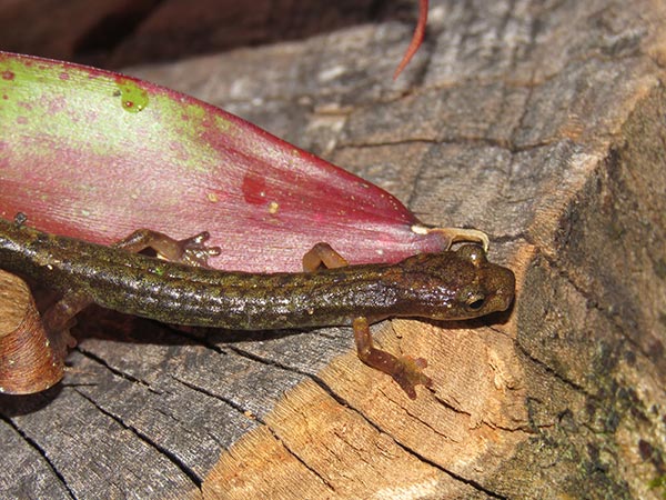 México, segunda nación en extinción de especies de anfibios