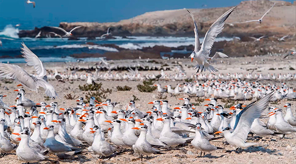 En riesgo sobrevivencia de aves marinas
