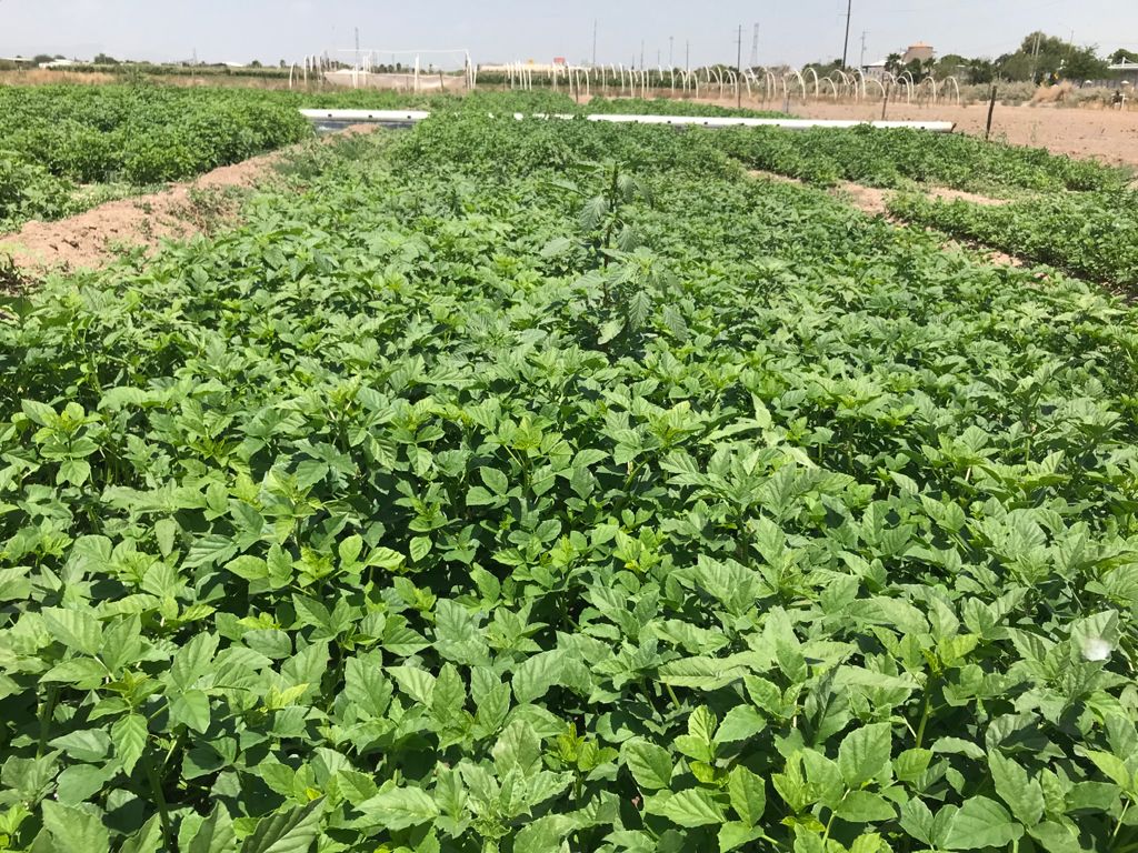 Analizan explotación de goma guar como cultivo alternativo
