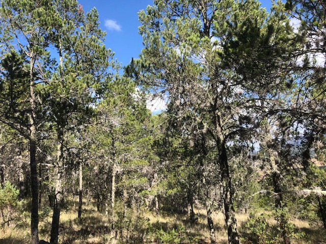 Ahora plagas y sequía amenazan a los bosques