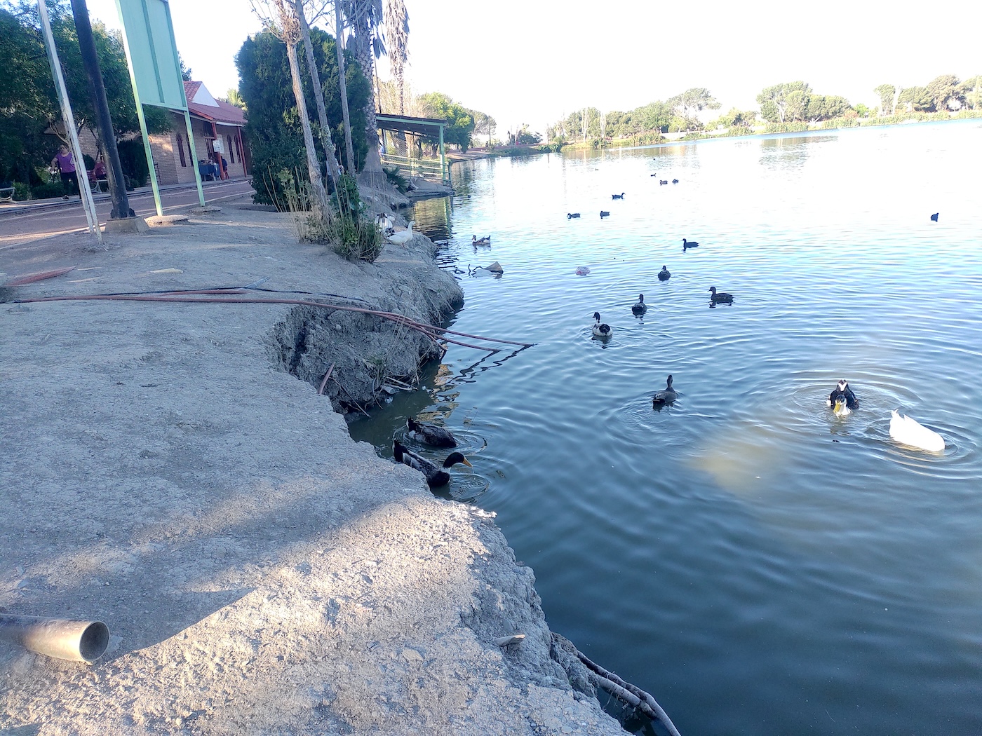 Notoria falta de mantenimiento en lago de Ciudad Deportiva