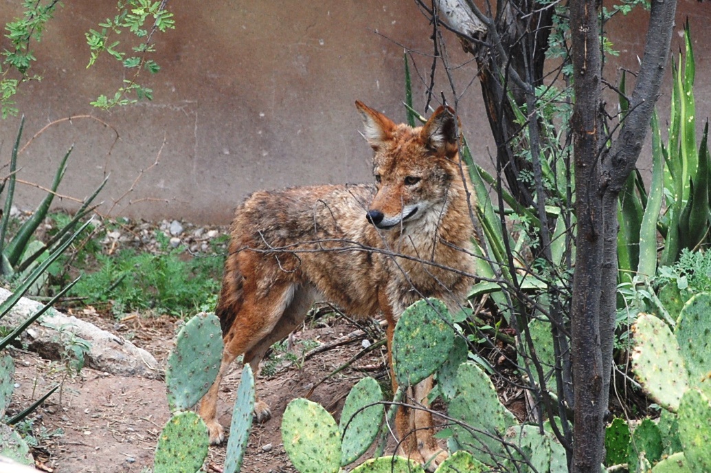 Asume Museo del Desierto el gran desafío de salvar al Lobo Mexicano