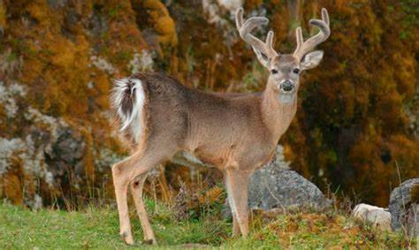 Arrancó con buena expectativa temporada de caza de venado