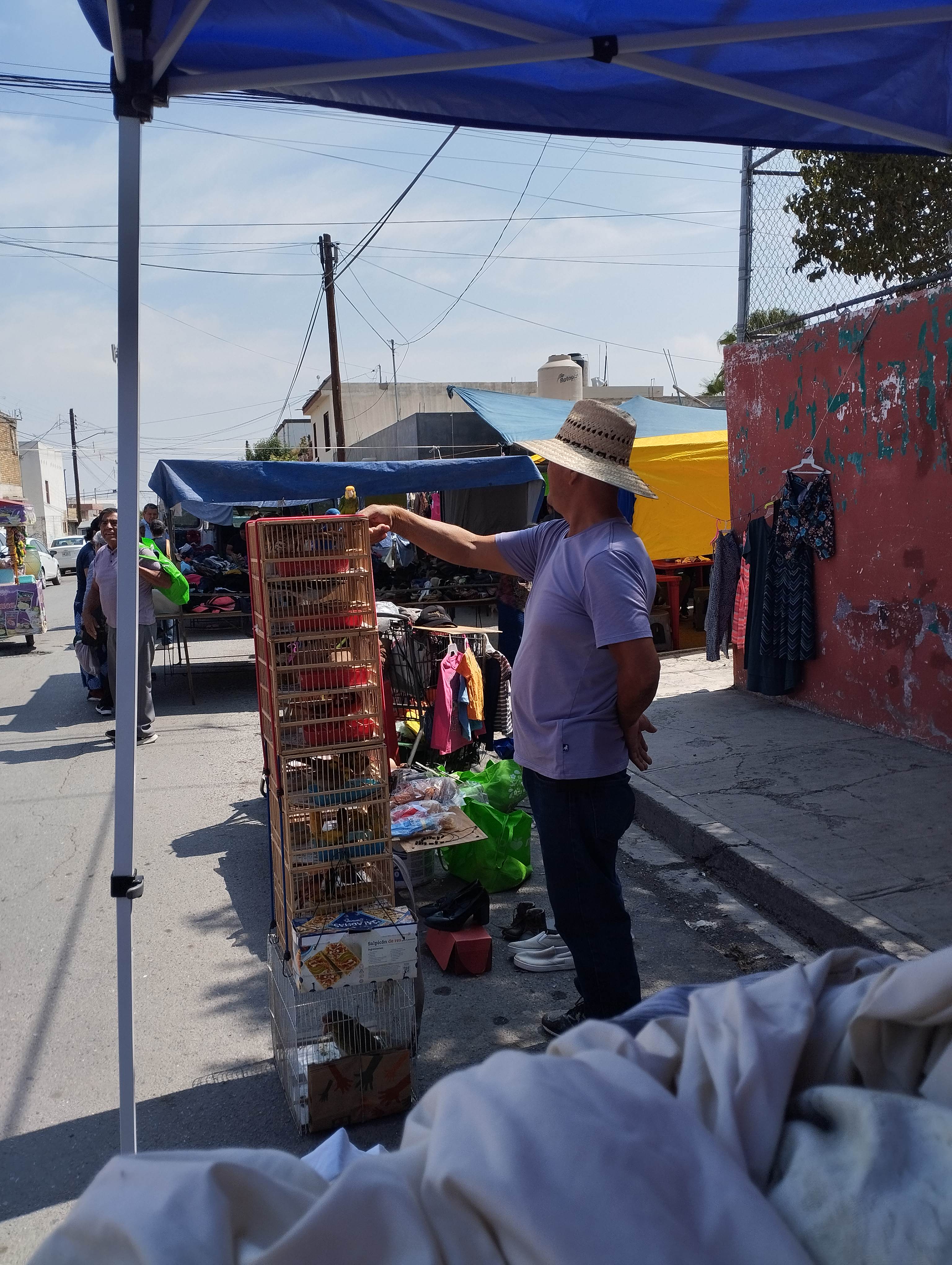 Continúa en Saltillo venta ilegal de aves