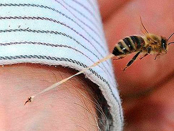 Destaca alta letalidad de picadura de abeja 