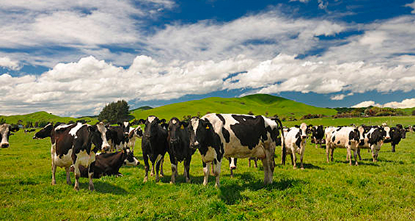 Requiere México labor conjunta para uso eficiente de antibióticos en animales