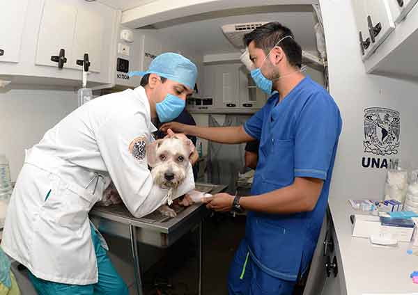 Médicos veterinarios, clave para promover la salud pública