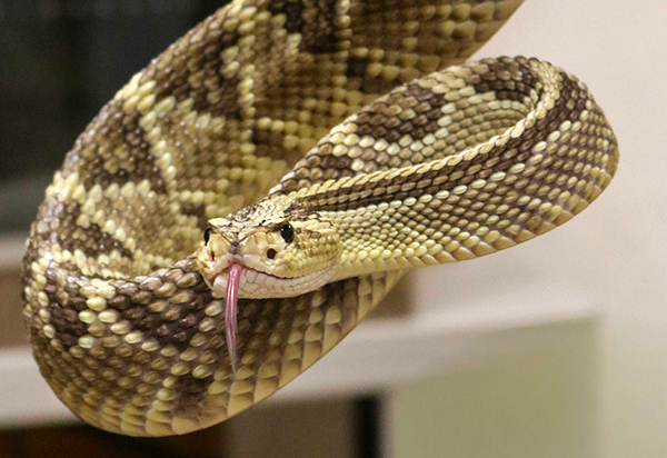 Destaca México como productor de antivenenos a nivel mundial