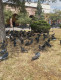 Ven en palomas riesgo para la salud