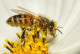 Presiones ambientales merman la presencia de abejas en México