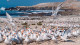En riesgo sobrevivencia de aves marinas 