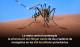 Realizarán Jornada Nacional de lucha contra el Chikungunya y el Dengue 