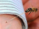 Destaca alta letalidad de picadura de abeja 