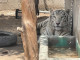 Mantiene Coahuila compromiso con el bienestar animal
