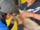 Refuerza Parras acciones de bienestar animal 