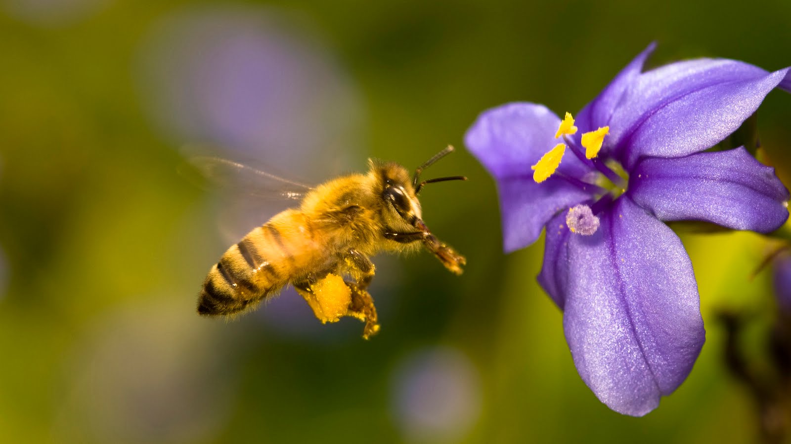 Urgen a generar conciencia sobre la importancia de las abejas para la vida