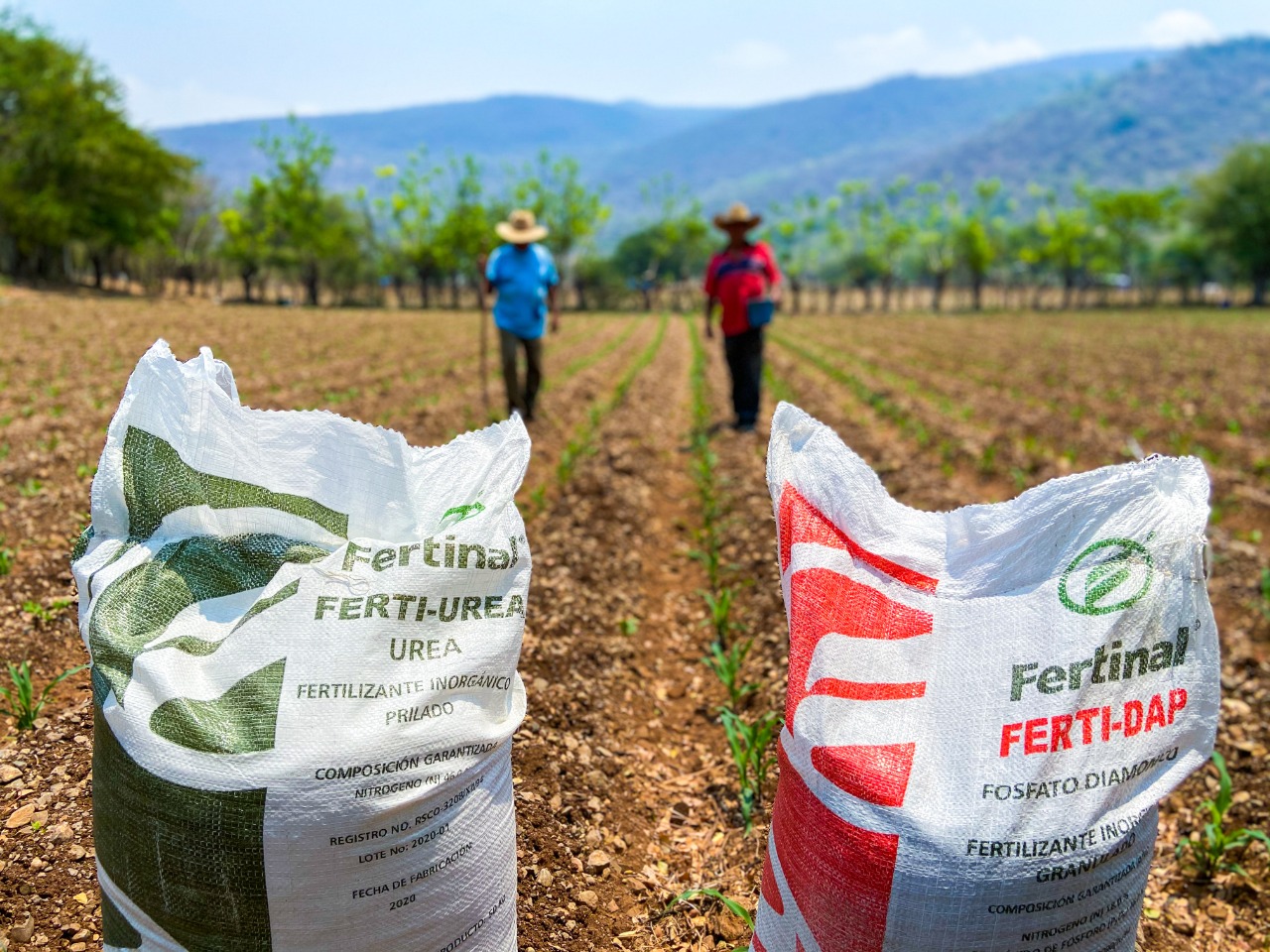 Avanza entrega de fertilizante gratuito en 9 entidades