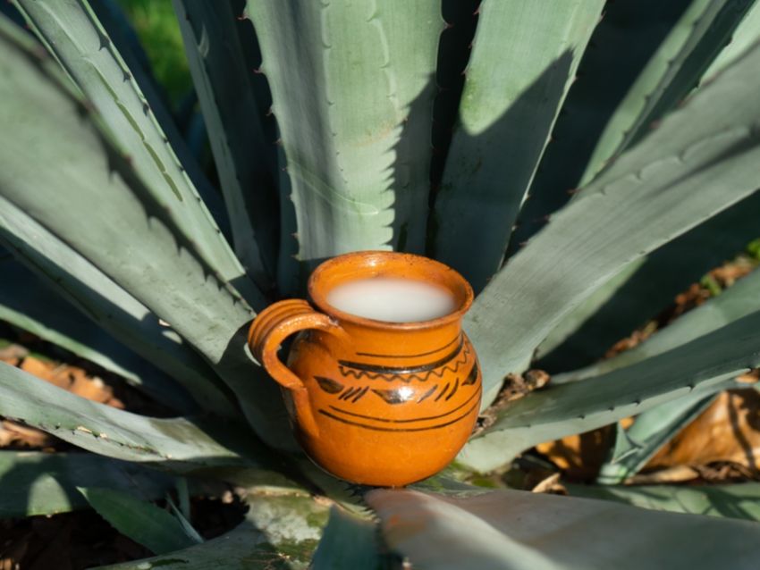 Resalta UNAM valores nutricionales del pulque