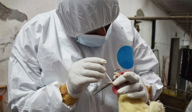 Contiene México a gripe aviar con protocolo Dinesa