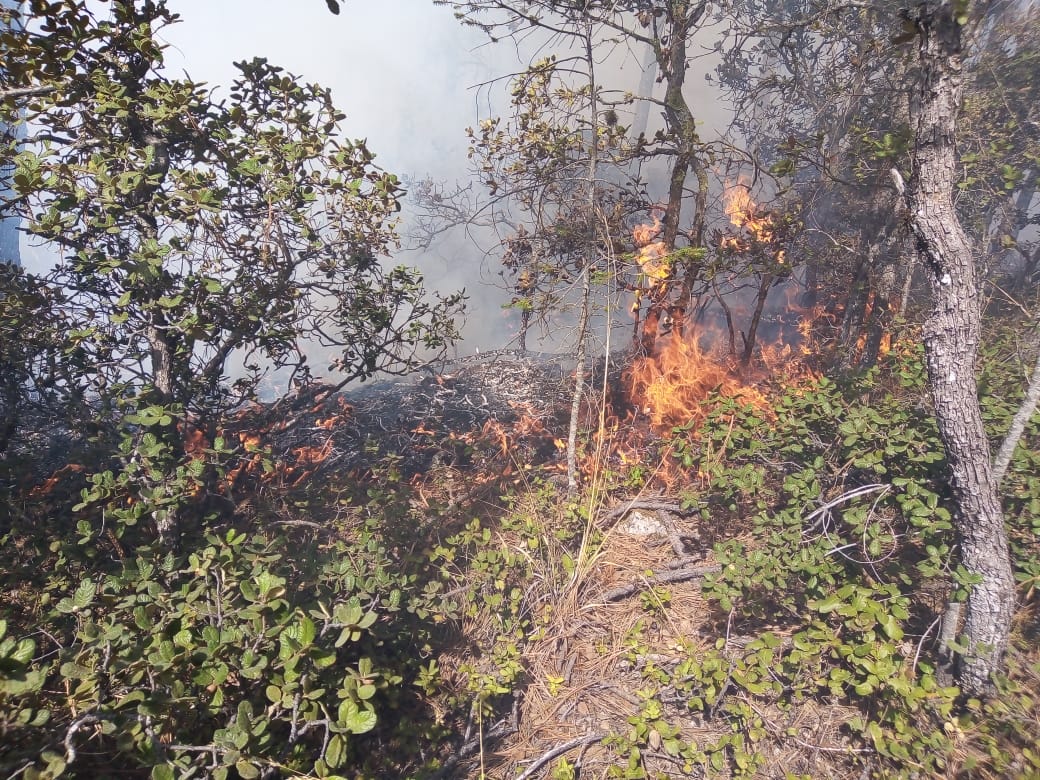 Podría prolongarse tres años riesgo alto de incendios